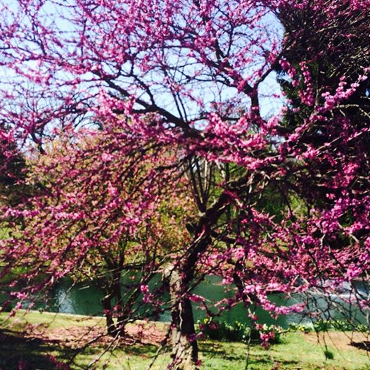 KY Spring REd Bud